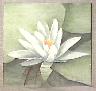 Water Lily, 6 inch square tile
